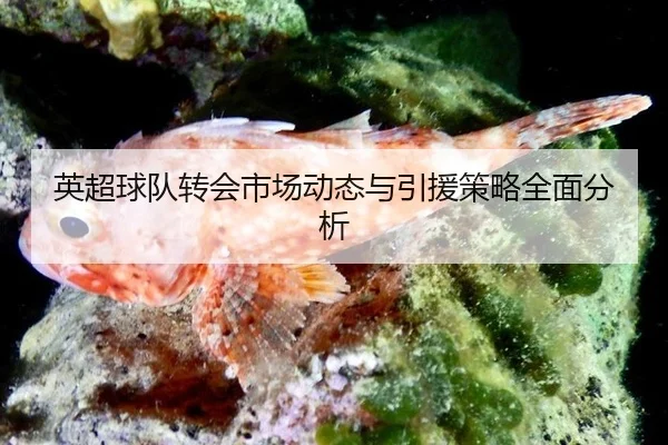 英超球队转会市场动态与引援策略全面分析